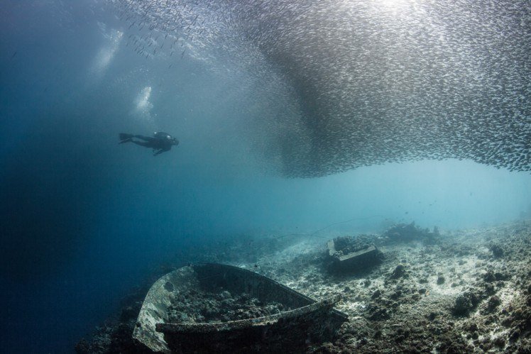 Diver Beside Sardine School Scuba diver swimming beside a massive school of sardines above a sunken shipwreck