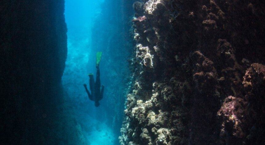 Solo Freediver In Reef Canyon A solo freediver descends through a narrow canyon between two coral reef walls