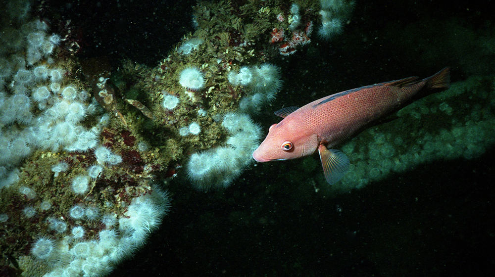 Pink fish hovering beside white anemones on the encrusted steel of the NOSC Tower dive site