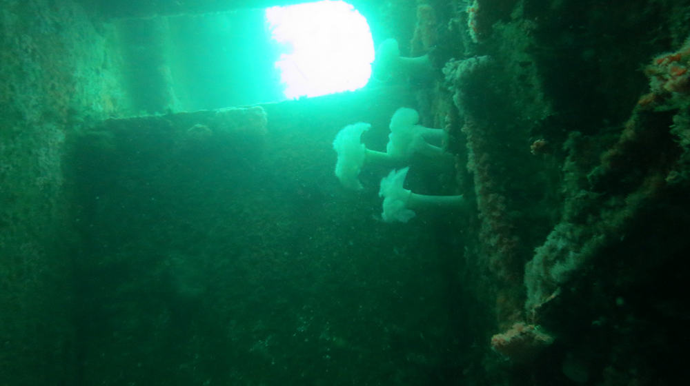 Green light spilling into the anemone-covered interior of the Ruby E wreck