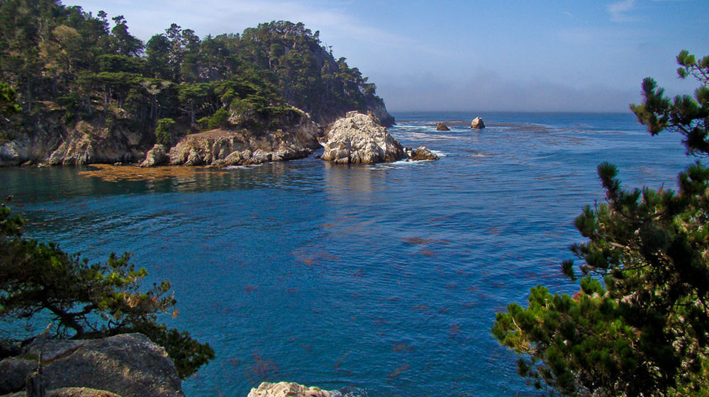 Rocky headland topped with cypress trees above the kelp-streaked blue water of Bluefish Cove