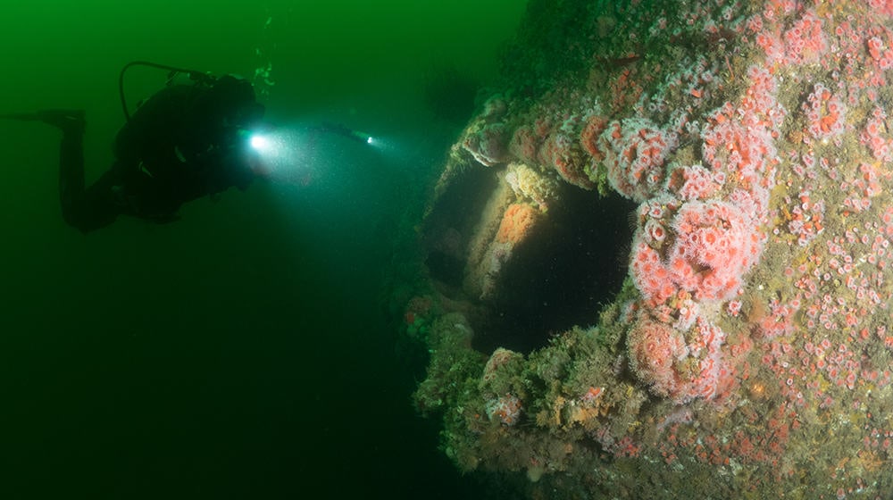 Diver with a torch lighting the anemone-covered hull and open porthole of the HMCS Yukon wreck