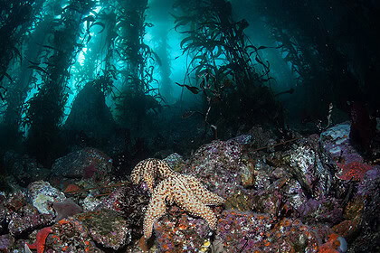 Sea stars on a rocky reef under a towering kelp forest at Monastery Beach in California