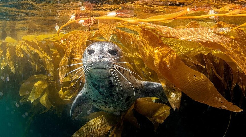 Harbor seal looking into the camera through golden kelp fronds near the surface at the Farallon Islands