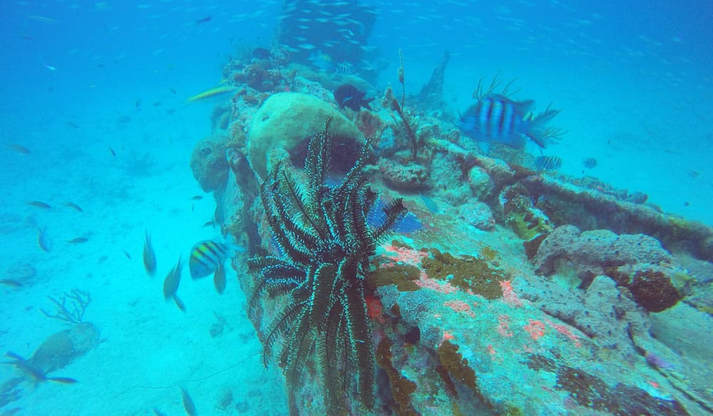 Coral-crusted rail of the harbor tugboat wreck in Aruba with a black feather star and sergeant major fish