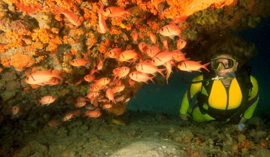 Scuba diver beside a ledge crowded with orange soldierfish and orange cup coral on an Aruba reef