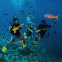 Two scuba divers finning over a reef ledge surrounded by schooling yellow and silver fish