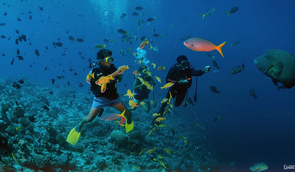 Two scuba divers finning over a reef ledge surrounded by schooling yellow and silver fish