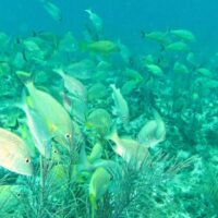 Dense school of yellow grunts hovering over a shallow reef in green tinted water