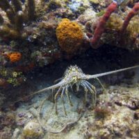 Spiny lobster under a reef ledge with orange and red sponges growing around it