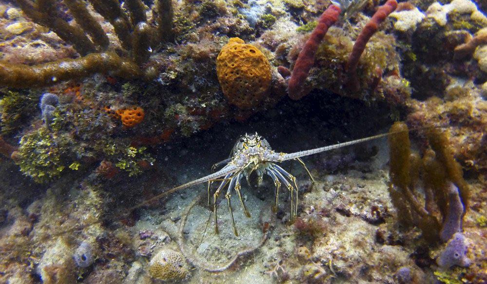 Spiny lobster under a reef ledge with orange and red sponges growing around it