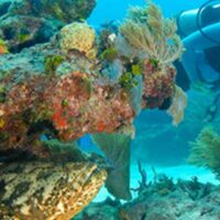 Scuba diver approaching an encrusted reef ledge where a large goliath grouper rests underneath