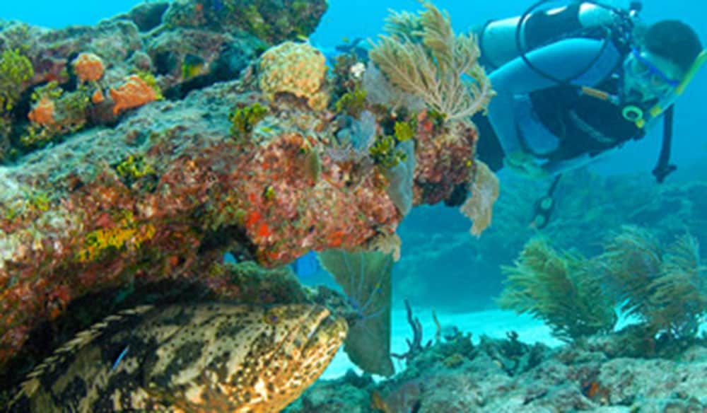 Scuba diver approaching an encrusted reef ledge where a large goliath grouper rests underneath