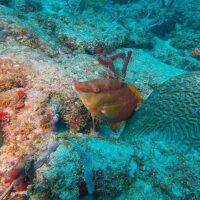 Small orange reef fish hovering beside a brain coral head on a rocky reef