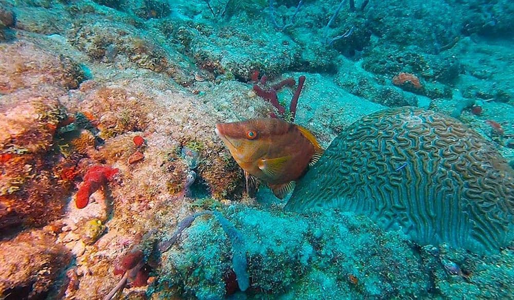 Small orange reef fish hovering beside a brain coral head on a rocky reef