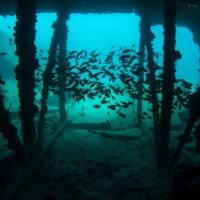 School of small dark fish sheltering among pilings under a submerged structure