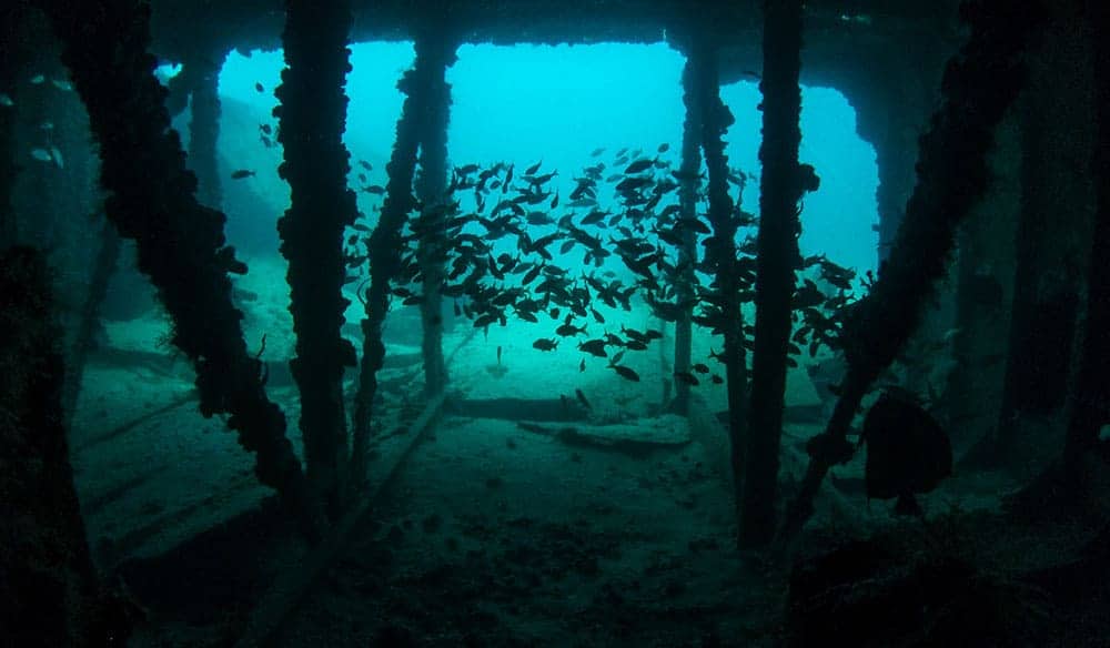 School of small dark fish sheltering among pilings under a submerged structure