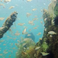 Baitfish swarming an algae covered wreck section with sea urchins in shallow green water