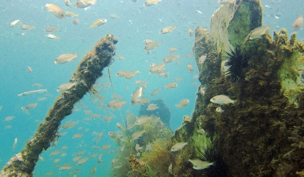 Baitfish swarming an algae covered wreck section with sea urchins in shallow green water