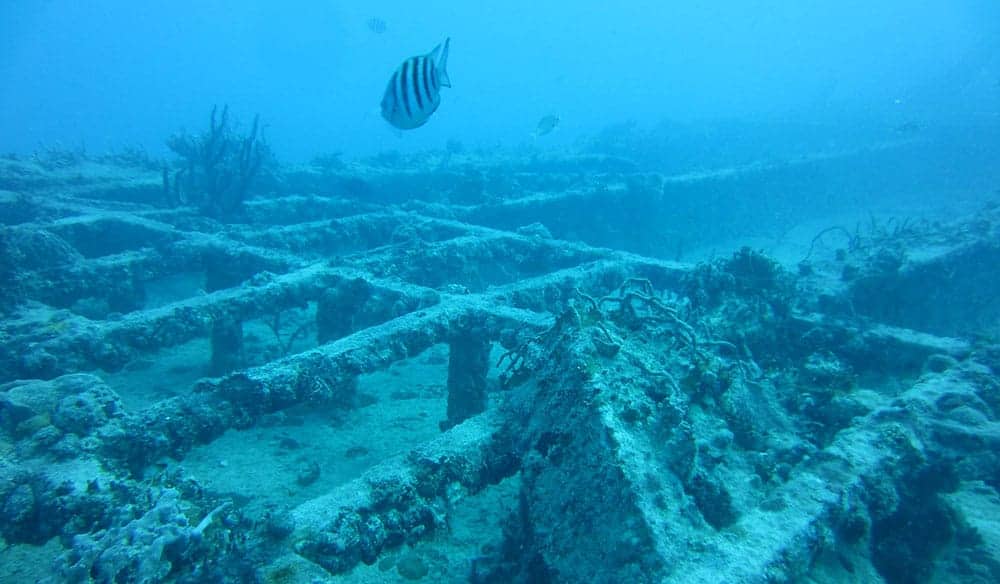 Collapsed metal framework of the Cayman Salvager wreck on a sandy bottom with a sergeant major fish above
