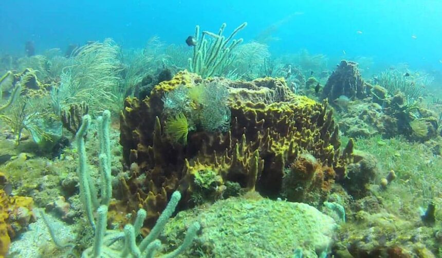 Yellow tube sponges and sea rods covering a reef mound in clear blue water at Jardin Japonais, Guadeloupe