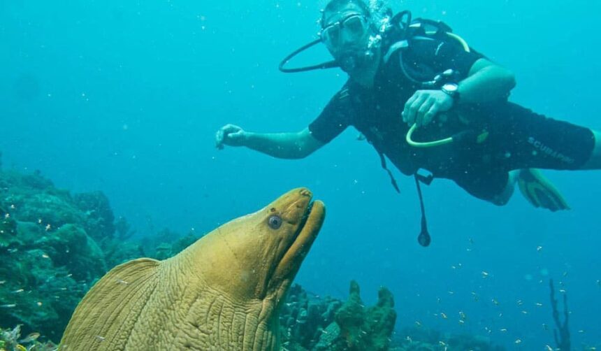 Green moray eel rearing up from the reef with a scuba diver hovering behind it at The Aquarium, Guadeloupe