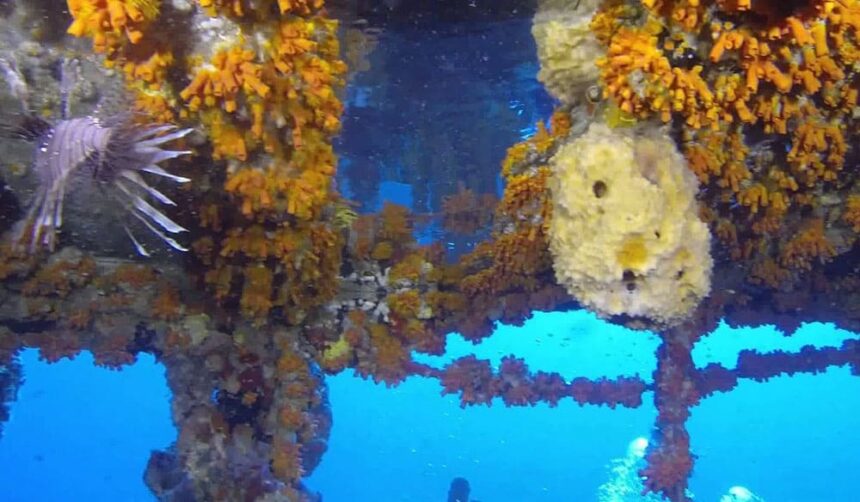 Lionfish beside wreck beams thick with orange cup coral and sponges at the Gustavia site in Guadeloupe