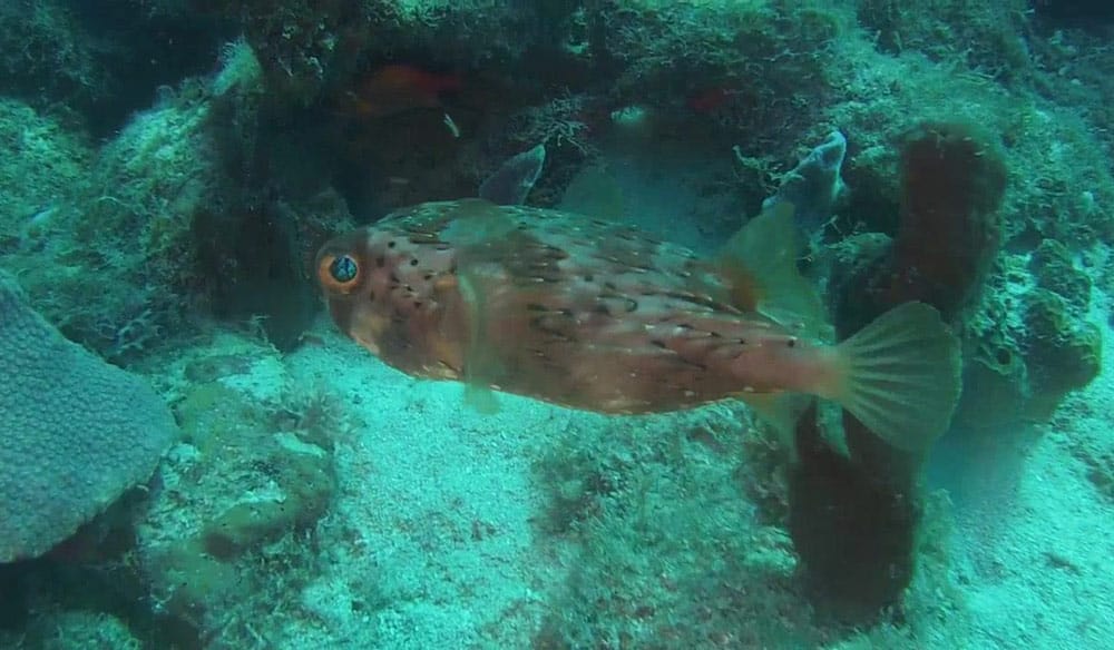 Spotted porcupinefish hovering beside coral heads and sponges on a reef in Guadeloupe