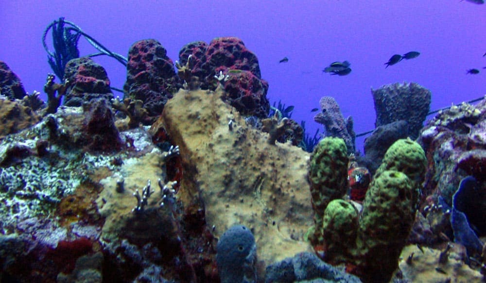 Red, green and yellow sponges covering a reef ridge with fish in the deep blue water beyond at Sec Pate