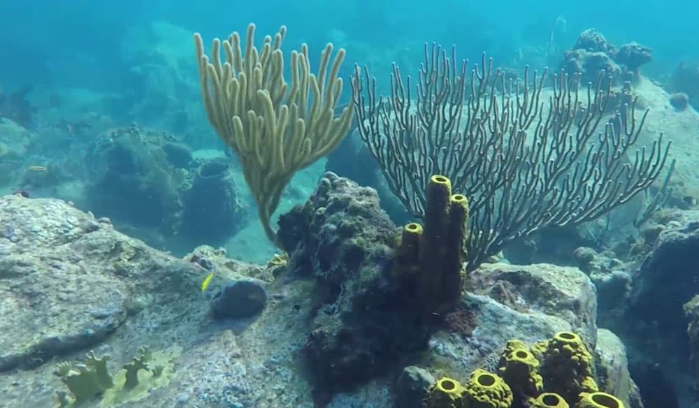 Sea plumes and yellow tube sponges growing over a rocky reef south of Bouillante, Guadeloupe