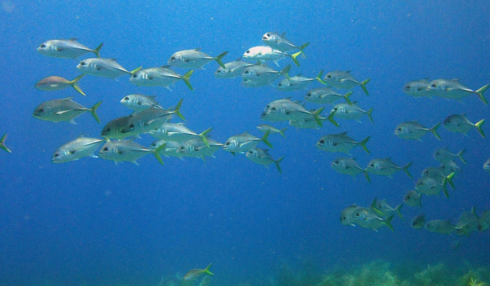 School of horse-eye jacks cruising through open blue water above a patch of reef