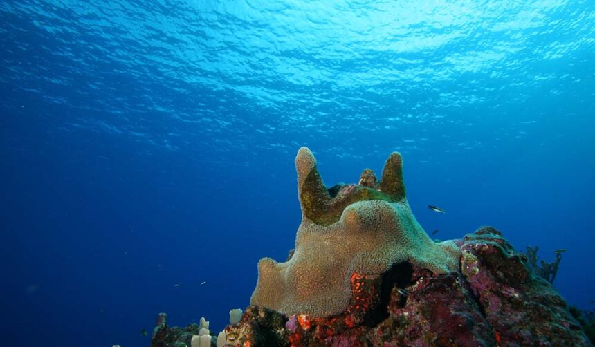 Large coral head rising toward the sunlit surface in clear blue water off Mona Island