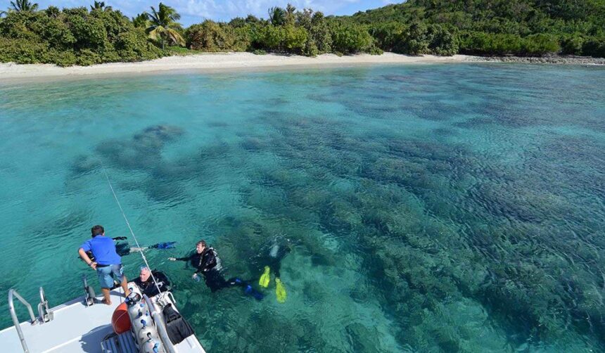 Divers entering the water from a boat over a shallow reef beside a palm-lined beach