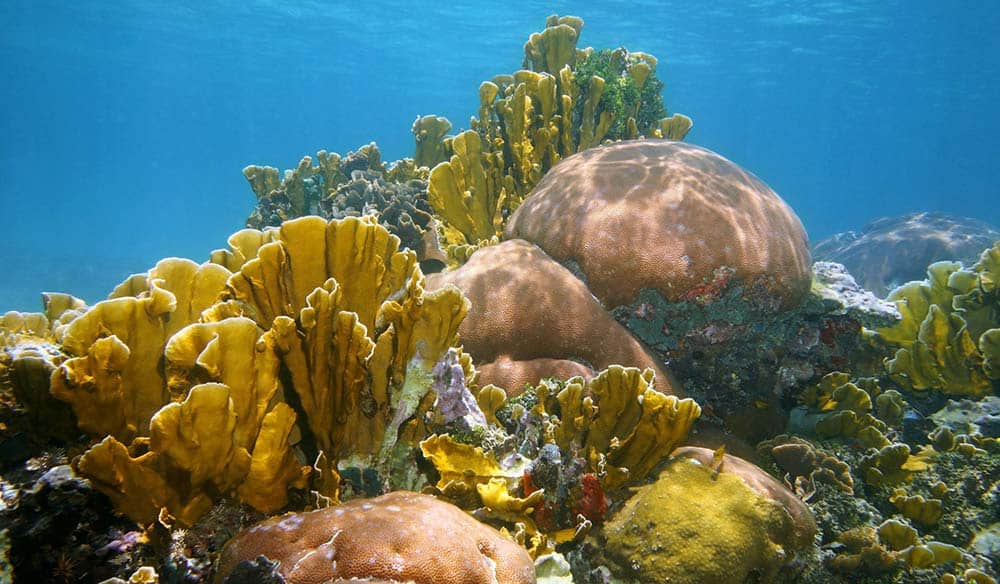 Shallow Caribbean reef with golden fire coral blades and rounded brain corals in clear blue water