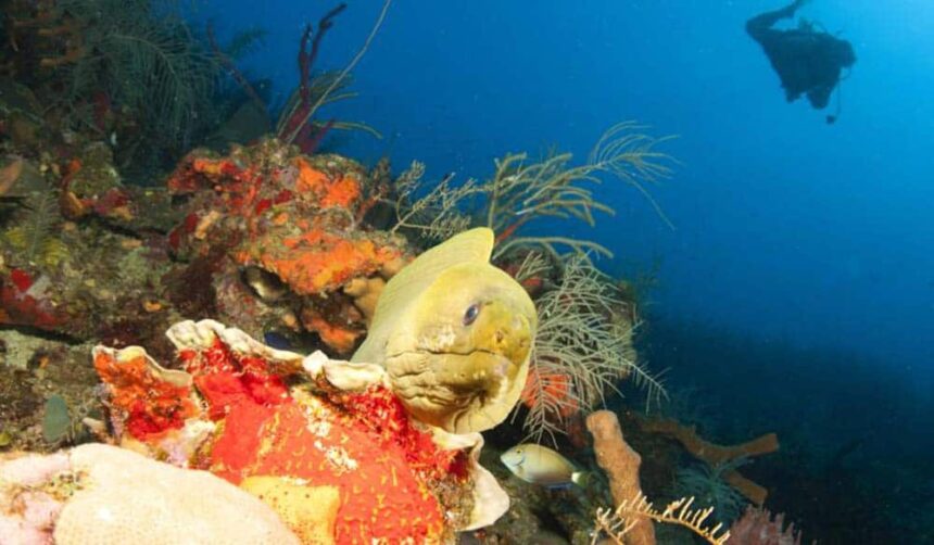 Green moray eel peering out from a reef ledge with a diver silhouetted in the blue above