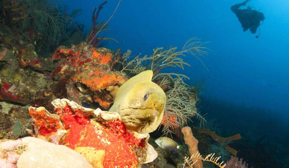 Green moray eel peering out from a reef ledge with a diver silhouetted in the blue above