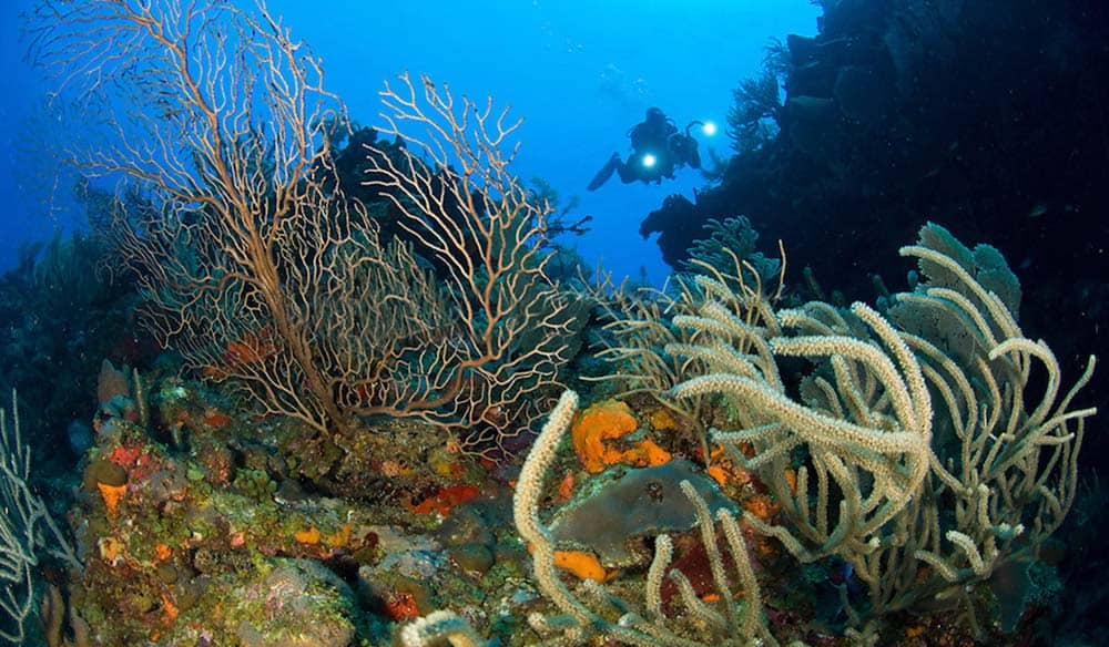 Diver silhouetted above a reef of sea fans, gorgonians and orange sponges in deep blue water