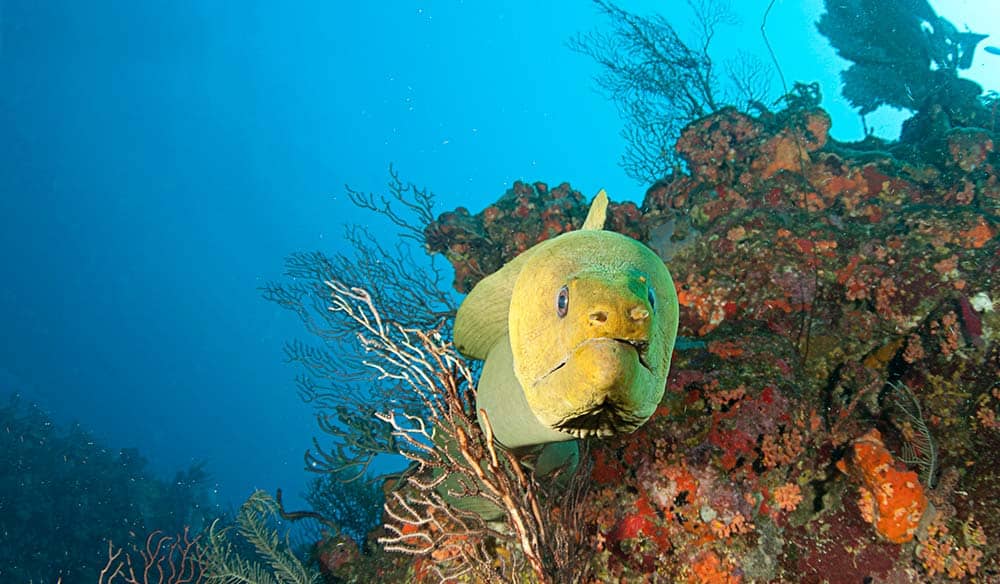 Green moray eel peering out from a reef ledge covered in orange sponges and sea fans