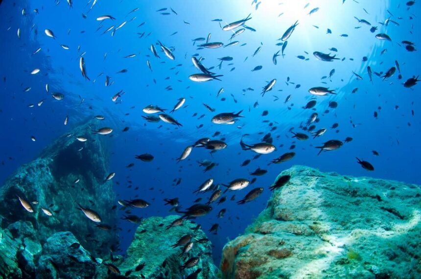 shoal of silver fish swimming over a rocky reef in clear blue water off Italy