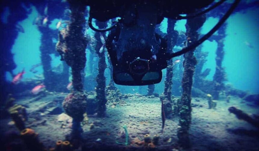 Diver silhouetted among encrusted pilings and swirling reef fish on the Lady V wreck in Martinique