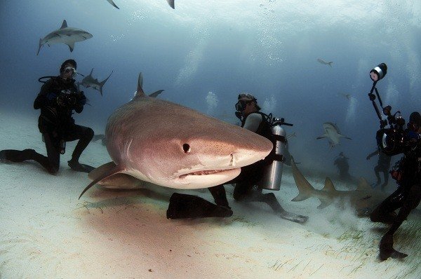 Divers on the seabed photograph a large tiger shark surrounded by other sharks