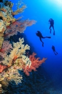 Scuba divers swimming past a coral reef wall covered in soft coral