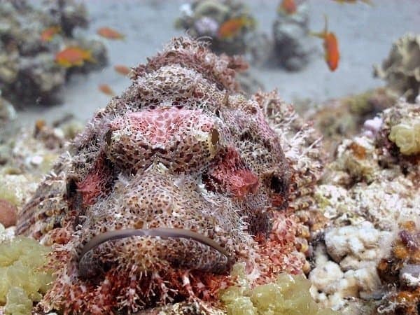 Camouflaged scorpionfish rests on a coral reef with small orange fish nearby