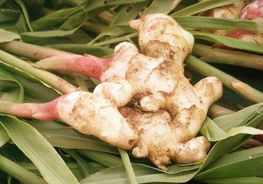 Fresh ginger root with pink stems and green leaves