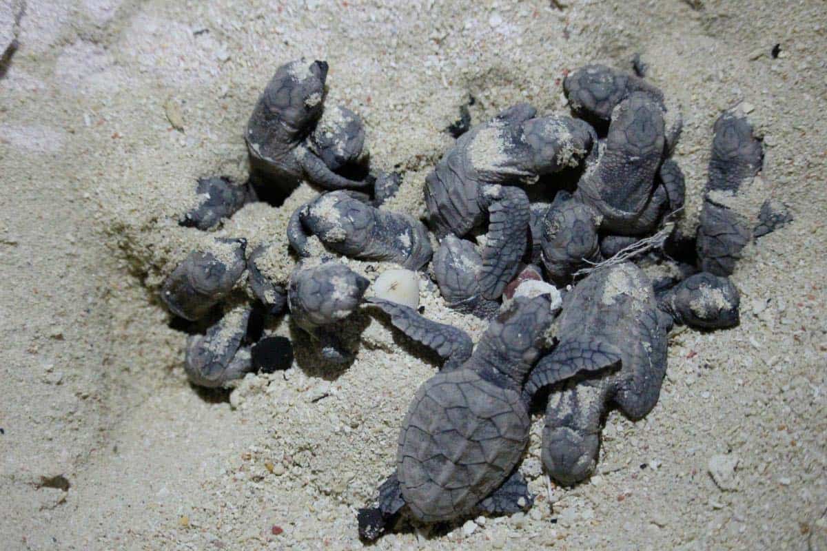 Cluster of green turtle hatchlings emerging from the sand at a hatchery