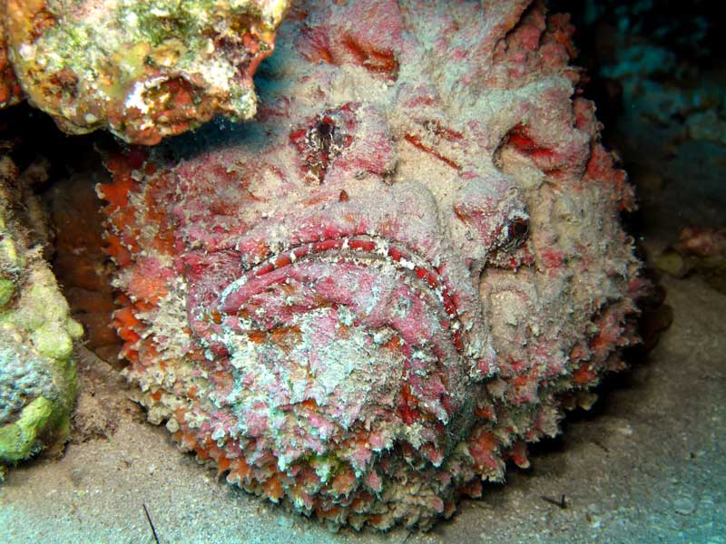 Camouflaged stonefish blending into a coral reef bottom