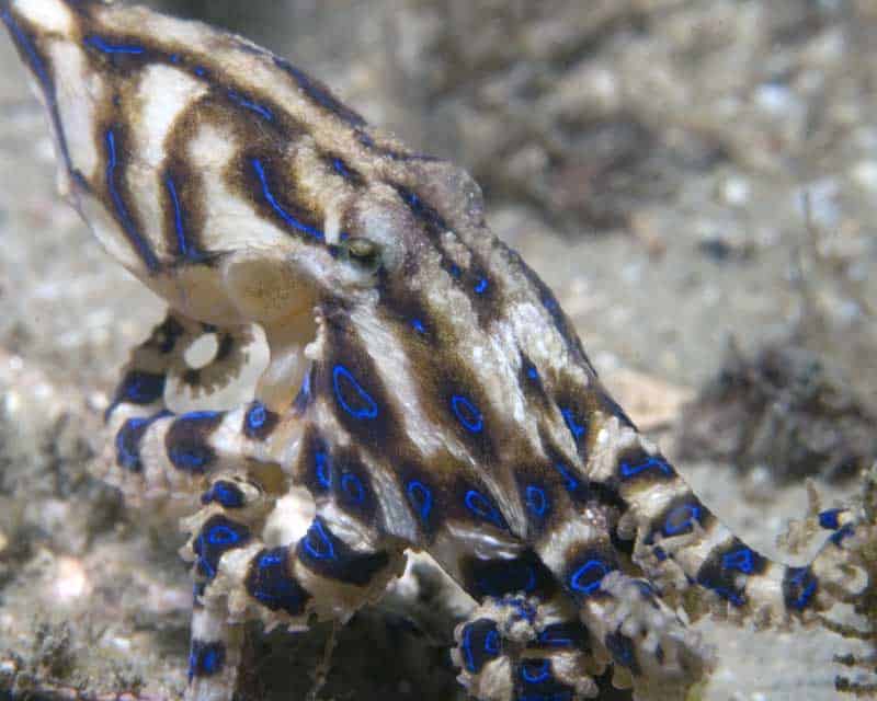 Blue-ringed octopus displaying its warning rings on the seafloor