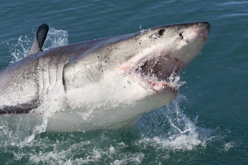 Great white shark breaching the surface with jaws open