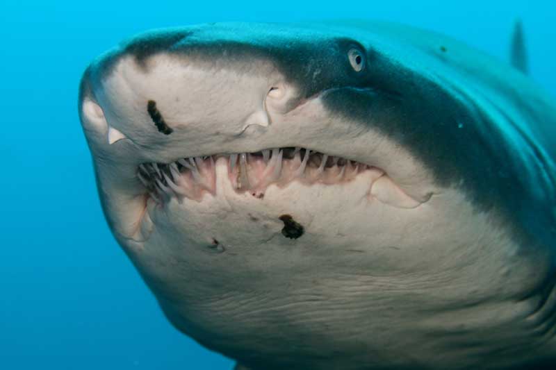 Tiger shark swimming close with mouth open showing rows of teeth