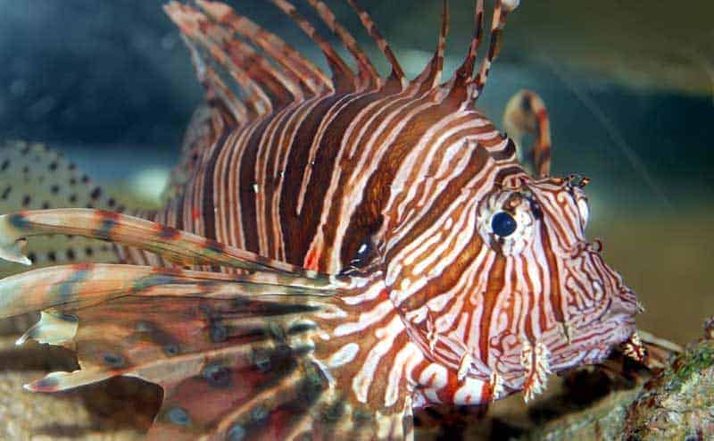Lionfish with venomous spines fanned out among the reef